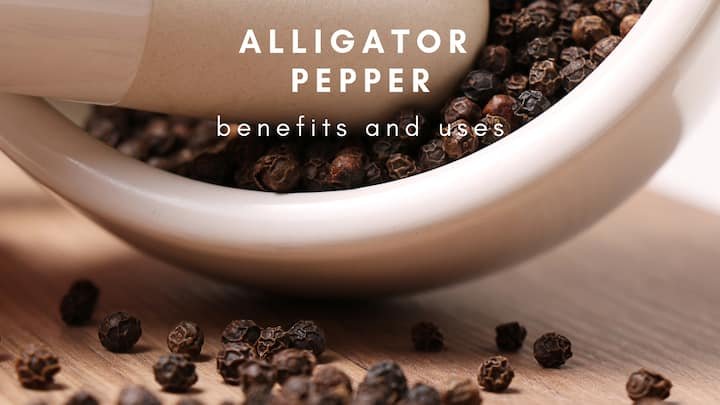 10 Benefits Of Alligator Pepper